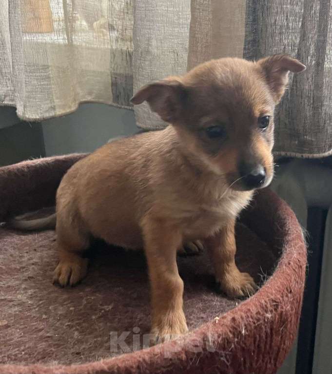 Собаки в Москве: Щеночек в добрые ручки Девочка, Бесплатно - фото 2