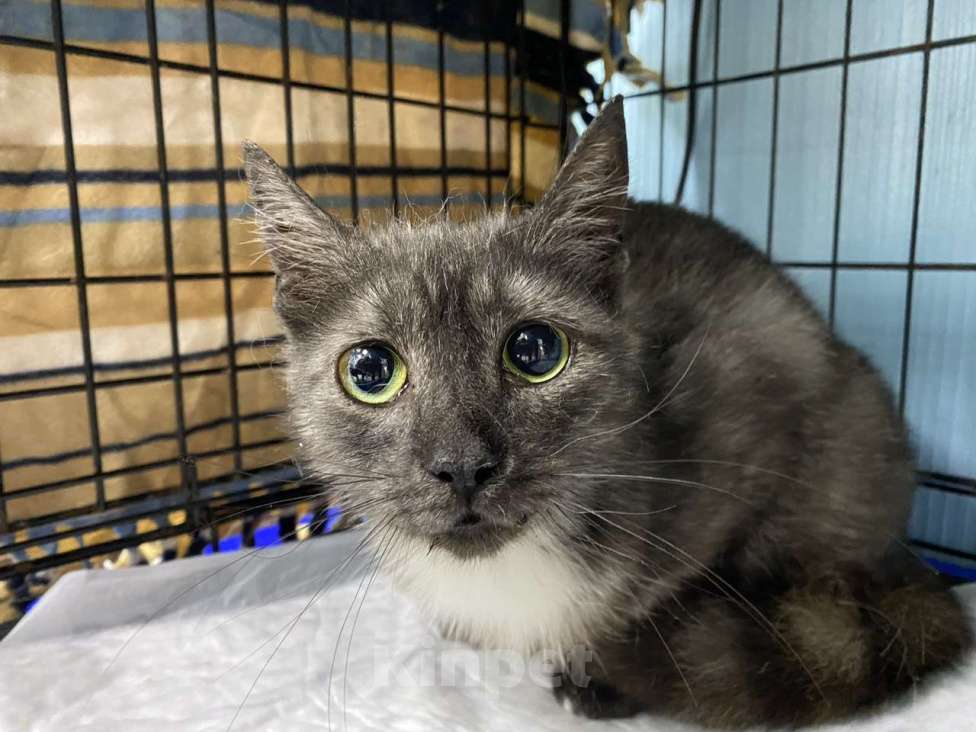 Кошки в Москве: Дымчатая британка Глаша – в поисках дома Девочка, Бесплатно - фото 1