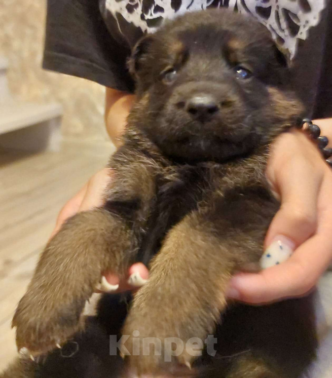Собаки в других городах Владимирской области: Высокопородные щенки немецкой овчарки от титулованных родителей Мальчик, 75 000 руб. - фото 5
