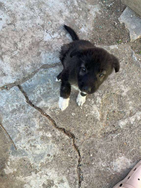 Собаки в Астрахани: Щенок алабай в добрые руки Девочка, Бесплатно - фото 4