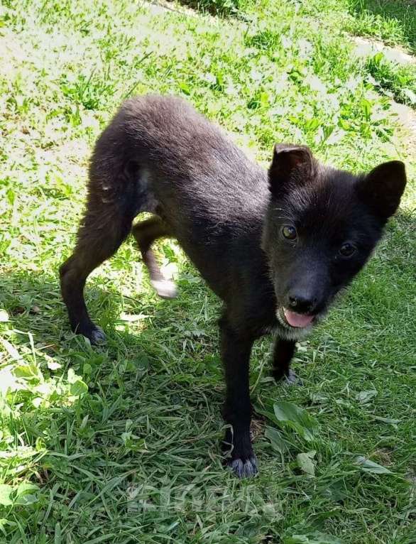 Собаки в Клинцах: В добрые руки  Девочка, 1 руб. - фото 4