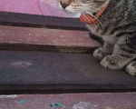 Кошки в Верхнем Пышме: котенок девочка красивая Девочка, 10 руб. - фото 1