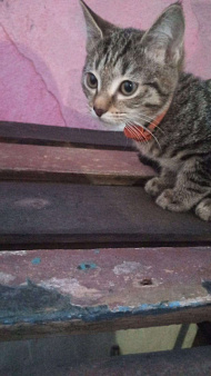 Объявление: котенок девочка красивая, 10 руб., Верхняя Пышма