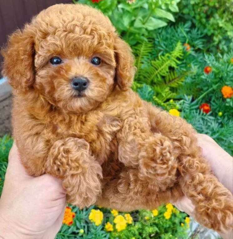 Собаки в Саратове: Щенки той пуделя Девочка, 40 000 руб. - фото 3