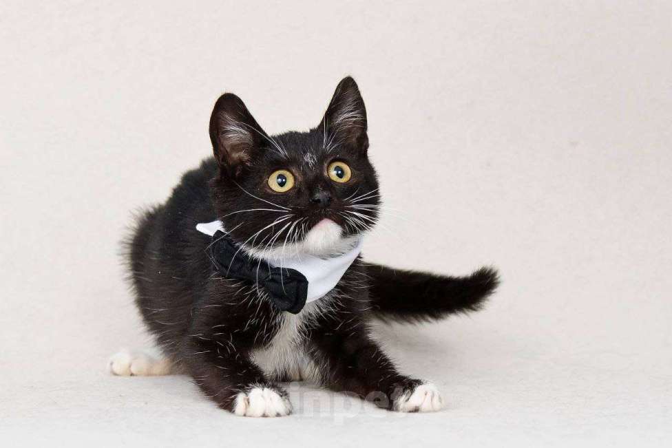 Кошки в Москве: Шустрый котенок Бантик хочет стать домашним Мальчик, Бесплатно - фото 6