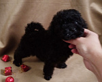 Собаки в Санкт-Петербурге: Той пудель щенок  Мальчик, 60 000 руб. - фото 3