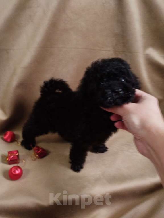 Собаки в Санкт-Петербурге: Той пудель щенок  Мальчик, 60 000 руб. - фото 3