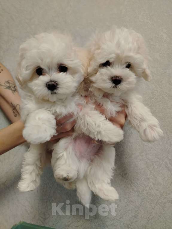 Собаки в Москве: Мальтипу ф 1 Девочка, 55 000 руб. - фото 3