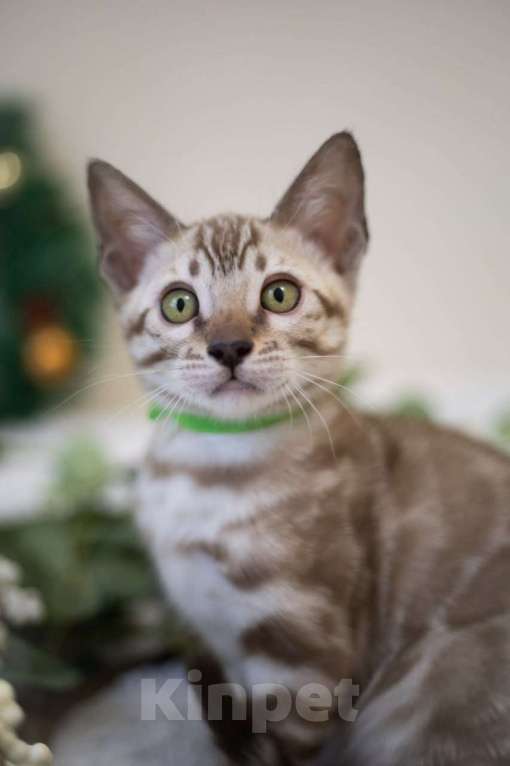 Кошки в Нижнекамске: Арчи Мальчик, 60 000 руб. - фото 4