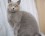 Кошки в Москве: Британский голубой котик, Gek TinArden*RU Мальчик, 30 000 руб. - фото 4