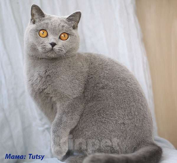 Кошки в Москве: Британский голубой котик, Gek TinArden*RU Мальчик, 30 000 руб. - фото 4