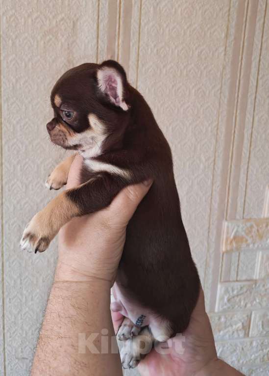 Собаки в Москве: Малыш чихуахуа Мальчик, 50 000 руб. - фото 3