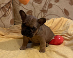 Собаки в Санкт-Петербурге: Шикарный мальчик французского бульдога Мальчик, 40 000 руб. - фото 5