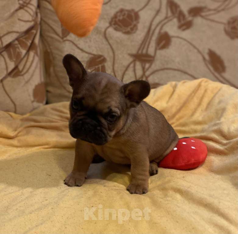 Собаки в Санкт-Петербурге: Шикарный мальчик французского бульдога Мальчик, 40 000 руб. - фото 5