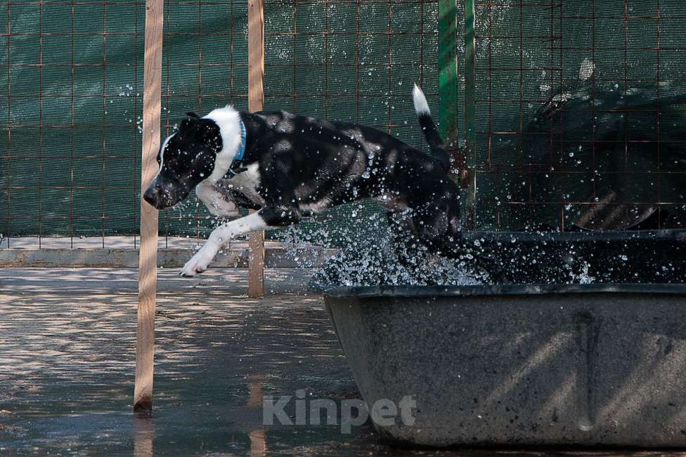 Собаки в Москве: Два в одном - и котик, и собака - это Игги) Мальчик, Бесплатно - фото 3