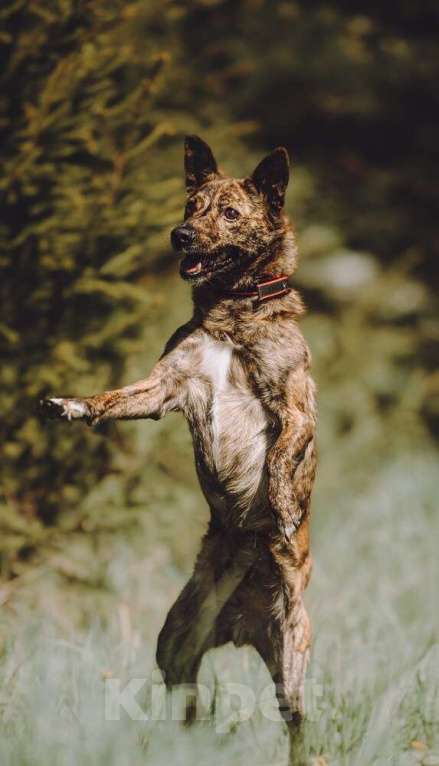 Собаки в Москве: Крошечный Венечка в добрые руки Мальчик, 1 руб. - фото 4