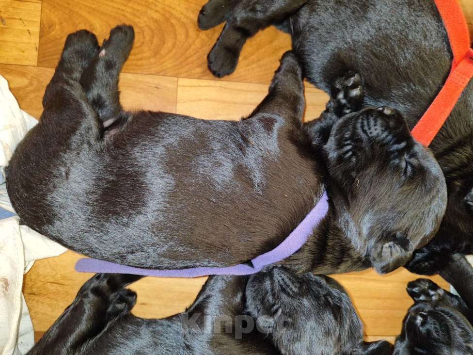 Собаки в других городах Башкортостана: Щенки ризеншнауцера Мальчик, 70 000 руб. - фото 7