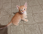 Кошки в Ульяновске: Котенок Мальчик, Бесплатно - фото 2