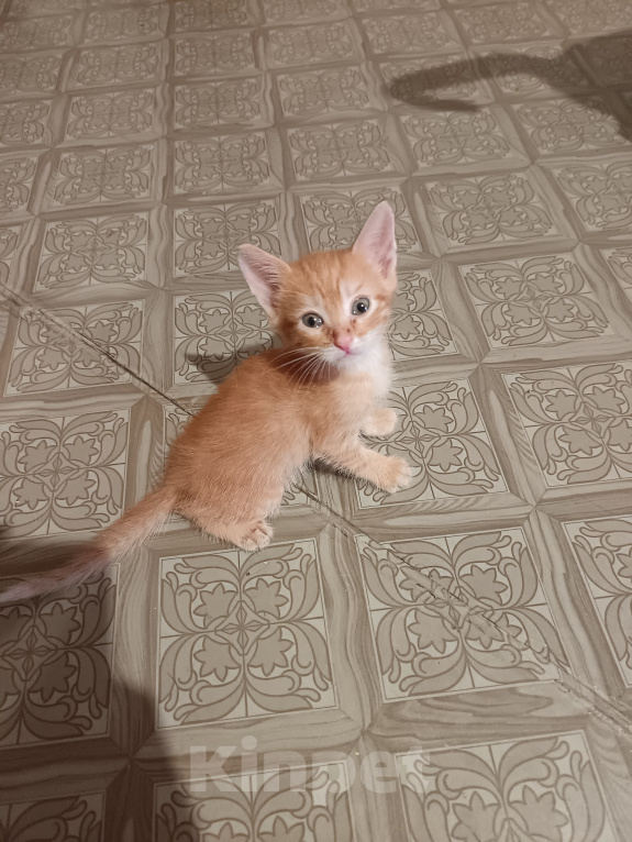 Кошки в Ульяновске: Котенок Мальчик, Бесплатно - фото 2