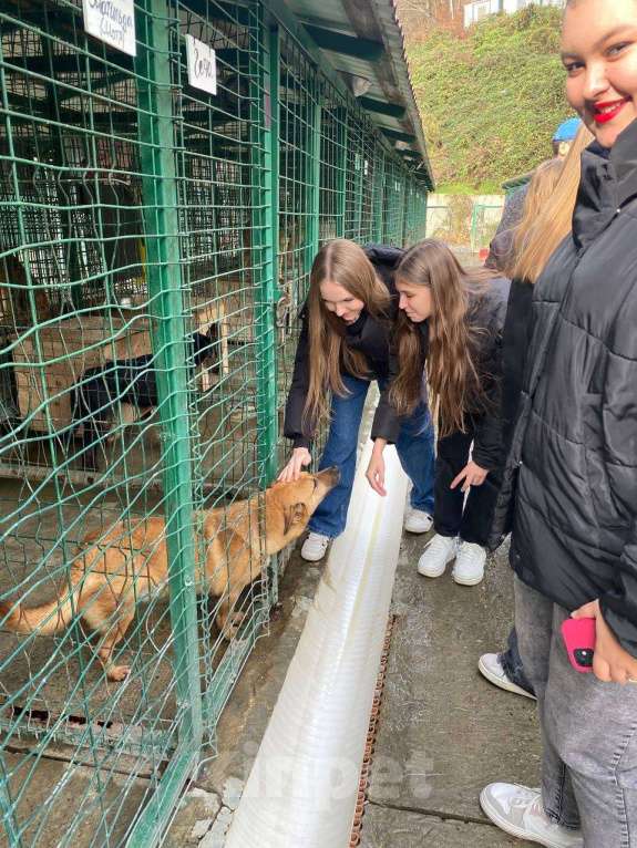 Собаки в других городах Краснодарского края: Гоча из приюта Поводог Сочи (отправим в любой город) Мальчик, Бесплатно - фото 7