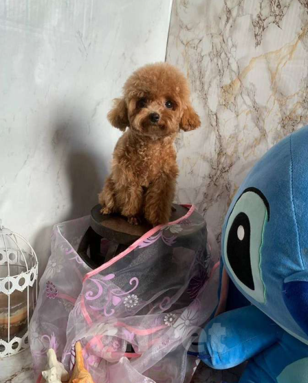 Собаки в Москве: Той-пудель девочка, Китай  Девочка, 175 000 руб. - фото 2