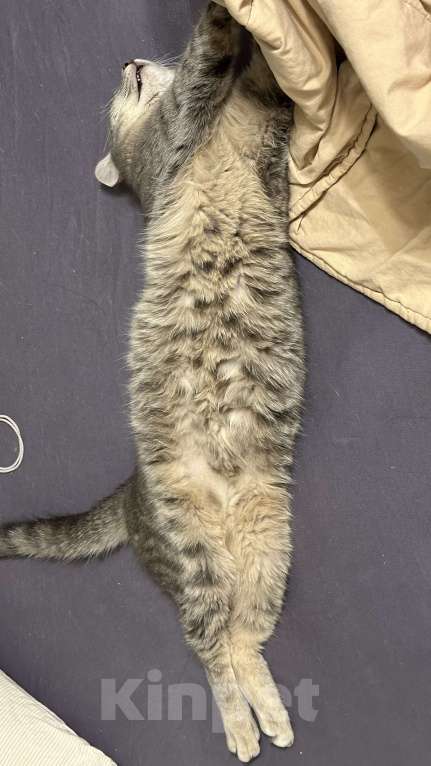 Кошки в Москве: Малыш ищет постоянный дом Мальчик, Бесплатно - фото 4