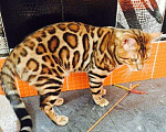 Кошки в Новосибирске: Бенгальские котята классического окраса, 100 000 руб. - фото 1