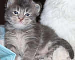 Кошки в Полярном Зоре: Котята из питомника, 10 000 руб. - фото 4