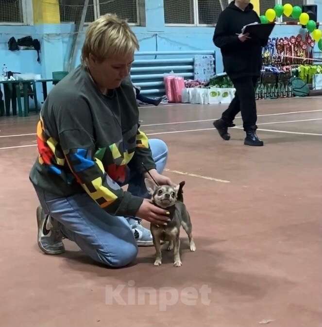 Собаки в Москве: Продаётся лилово-подпалая чихуахуа Девочка, 40 000 руб. - фото 4