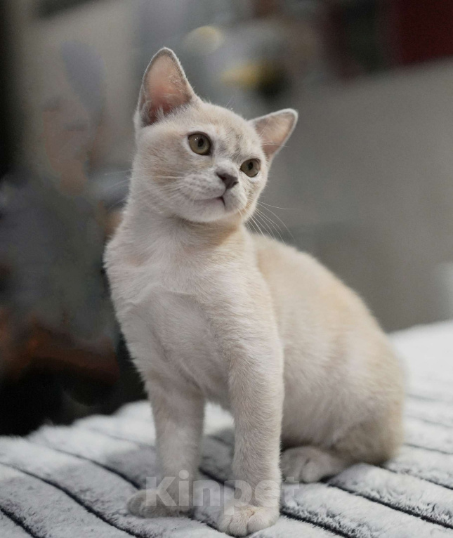 Кошки в Подольске: Бурманская девочка МаЛиБу Адель Девочка, 55 000 руб. - фото 2