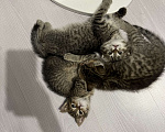 Кошки в Домодедово: Котята в добрый руки  Мальчик, 100 руб. - фото 6