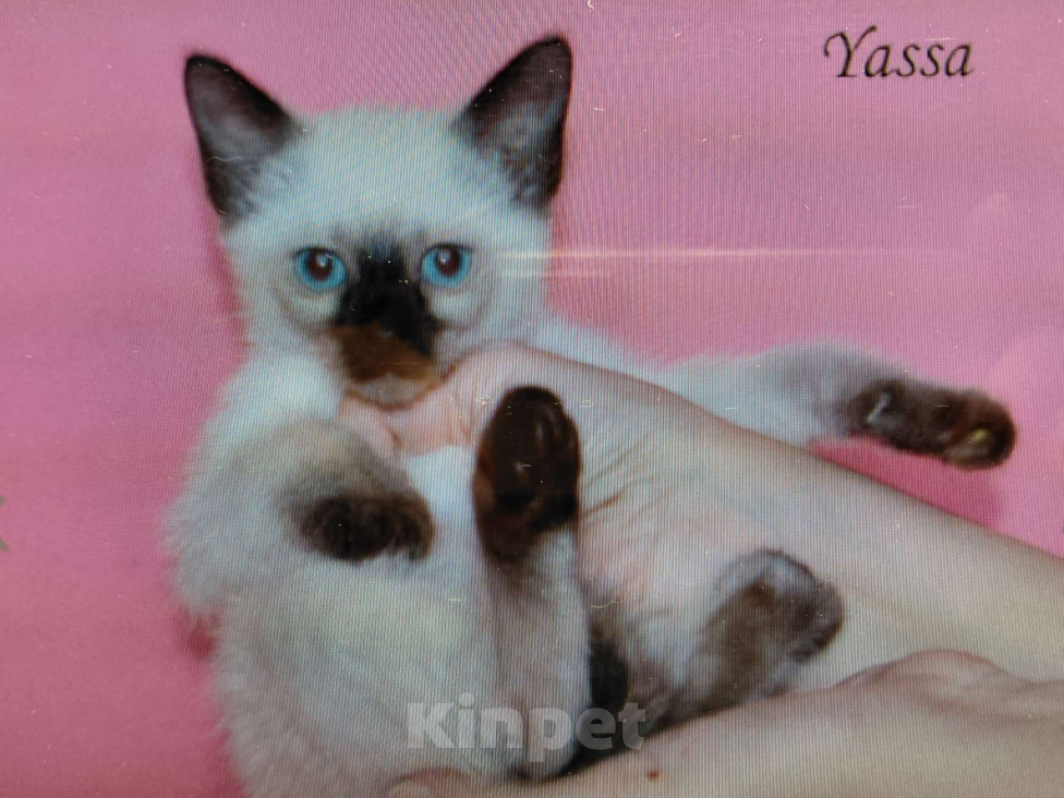 Кошки в Москве: Кошечка Ясса . окрас классический Девочка, 50 руб. - фото 1