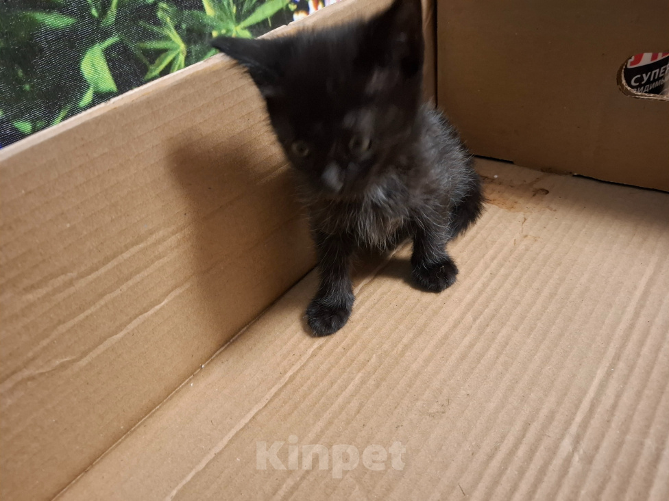 Кошки в Тольятти: Котята в добрые руки Девочка, Бесплатно - фото 1