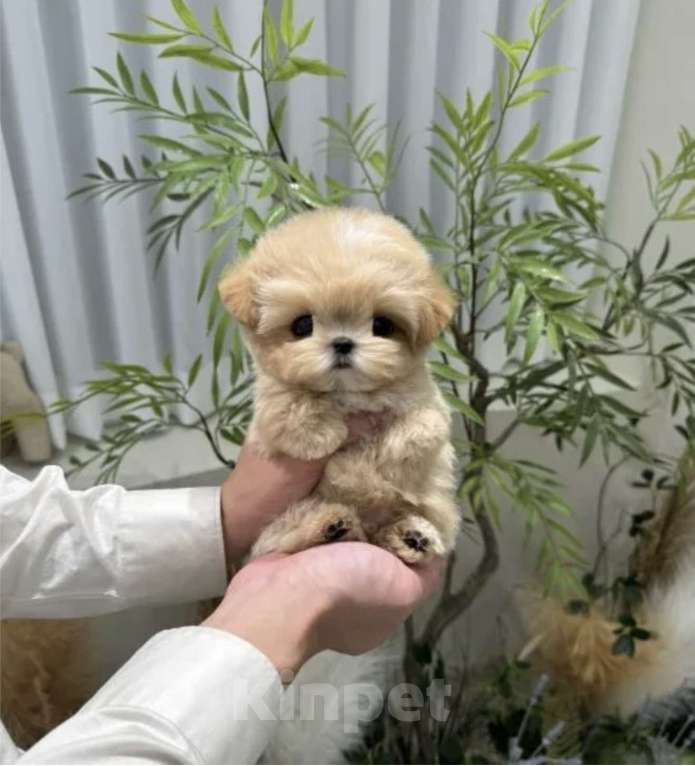 Собаки в Мытищах: Щенки мальтипу Девочка, 200 000 руб. - фото 3