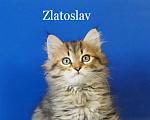 Кошки в Москве: Сибирский котик Zlatoslav ищет хозяев Мальчик, Бесплатно - фото 1