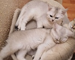 Кошки в Екатеринбурге: Шотландские котята шиншиллы  Мальчик, 27 000 руб. - фото 1