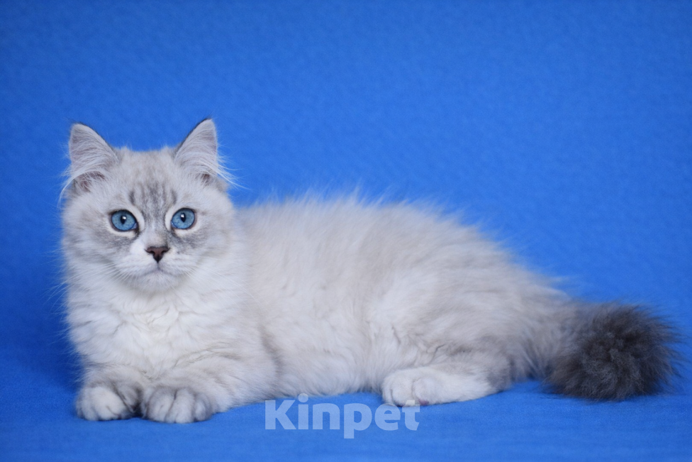 Кошки в Москве: Bonifaciy порода Невская Маскарадная Мальчик, Бесплатно - фото 4