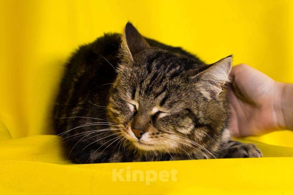 Кошки в Москве: Кошка Пуся ищет дом! Девочка, Бесплатно - фото 2