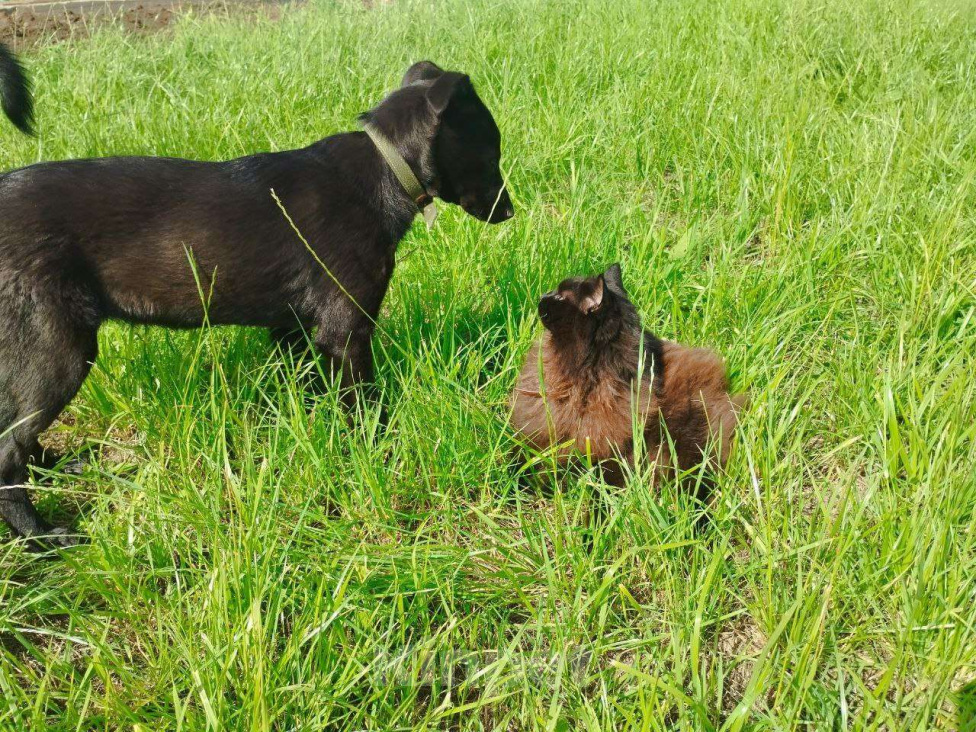 Собаки в Ижевске: Умница, красавица ищет достойного хозяина Девочка, 1 000 руб. - фото 6