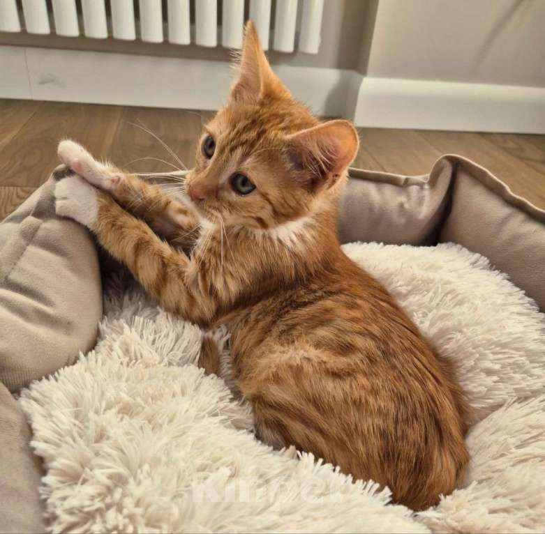 Кошки в Москве: Рыжий котенок Лёва ищет домик! Девочка, Бесплатно - фото 2