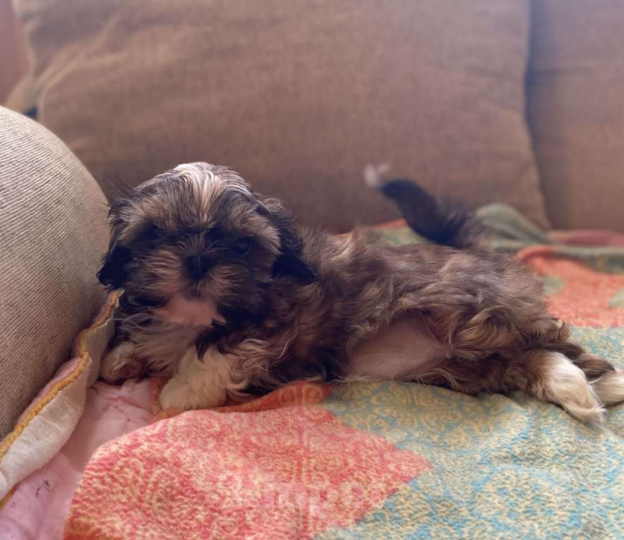 Собаки в Санкт-Петербурге: Очаровательная девочка золотого окраса Девочка, 40 000 руб. - фото 4