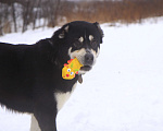 Собаки в Видном: Алабай Несси, 2 года Девочка, Бесплатно - фото 4
