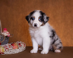 Собаки в Казани: Голубоглазый щенок австралийской овчарки Мальчик, 50 000 руб. - фото 2