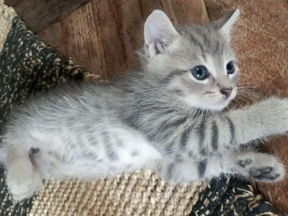 Кошки в Санкт-Петербурге: Кошечка в добрые руки Девочка, 500 руб. - фото 2