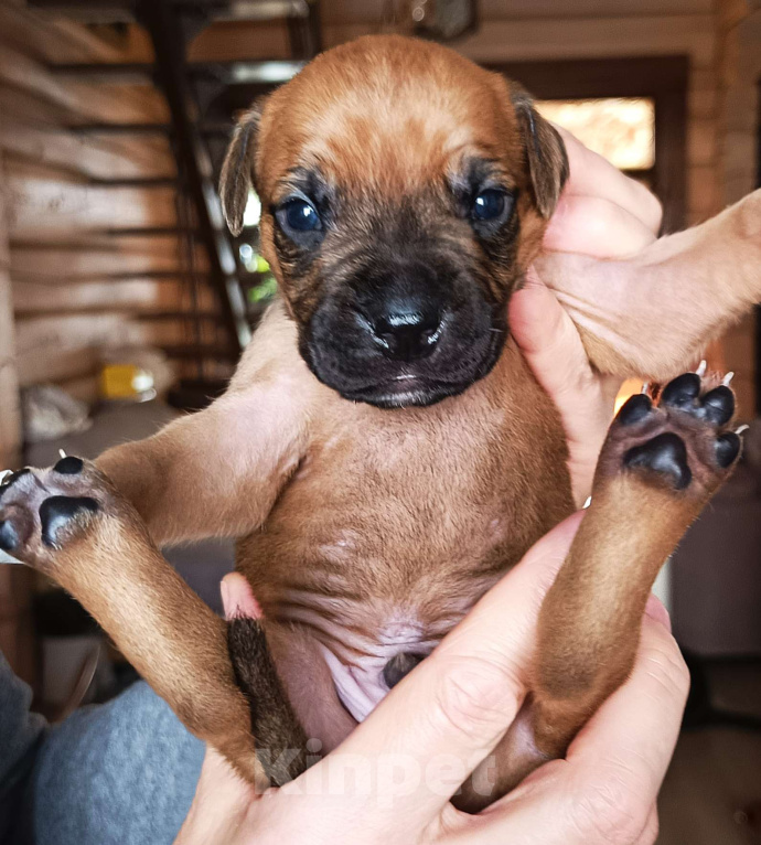 Собаки в Москве: 11 щенков (Окрас тигровый, соболиный и песочный) Мальчик, Бесплатно - фото 1