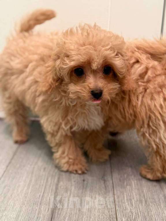 Собаки в Мытищах: Пушон Линда Девочка, 70 000 руб. - фото 3