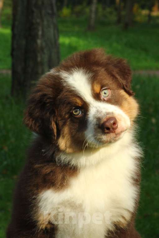 Собаки в Москве: Мальчик Аусси Мальчик, Бесплатно - фото 4