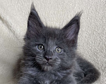 Кошки в Дмитрове: Голубой солидный мальчик мейн кун Willis Мальчик, 40 000 руб. - фото 1