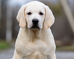 Собаки в других городах Липецкой области: Щенок лабрадора Холлабвууд'с Рокфеллер Мальчик, 120 000 руб. - фото 6