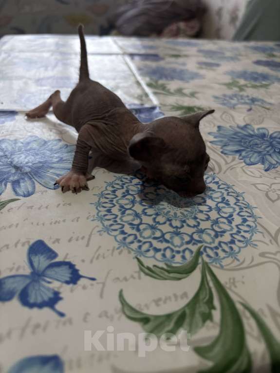 Кошки в Оренбурге: Сфинкс Мальчик, 8 000 руб. - фото 9